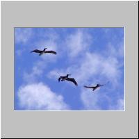 09- Pelicans.html